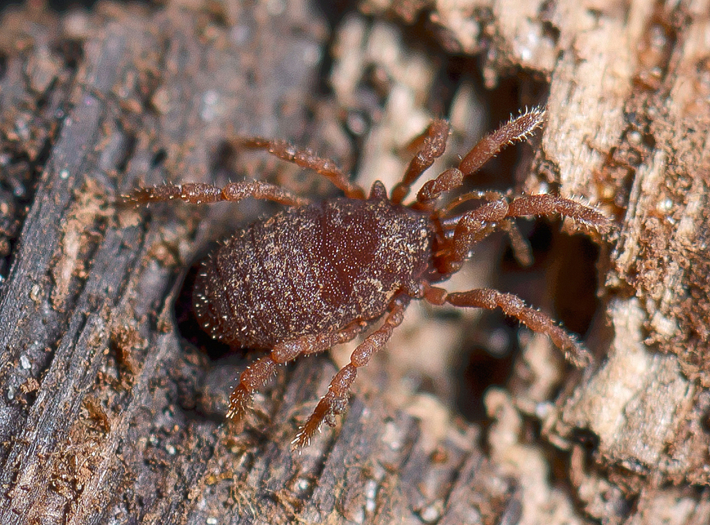 Sternophthalmi