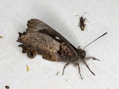 Ogyris abrota