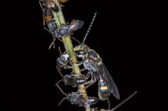 Lasioglossum peraustrale