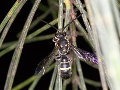 Lasioglossum peraustrale