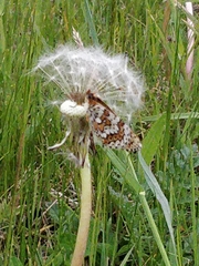 Melitaea cinxia