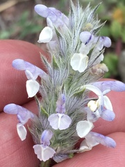 Nepeta discolor