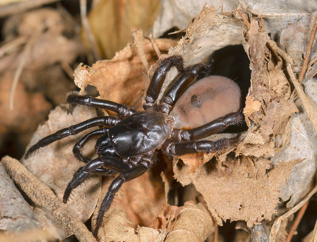 Antrodiaetus