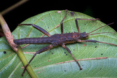 Canachus