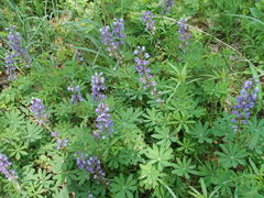 Lupinus perennis