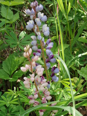 Lupinus perennis
