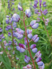 Lupinus perennis