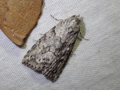 Calathusa basicunea