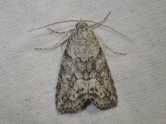 Calathusa basicunea