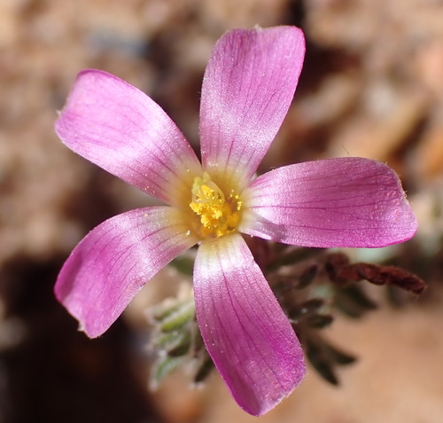 Image of Oxalis hirta by (c) Nicola van Berkel, some rights reserved (CC BY-SA)