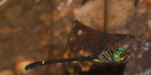 Chlorogomphus yoshihiroi