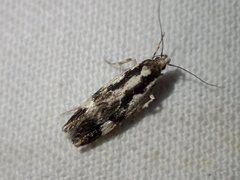 Machetis versatrix