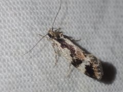 Machetis versatrix