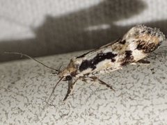 Machetis versatrix