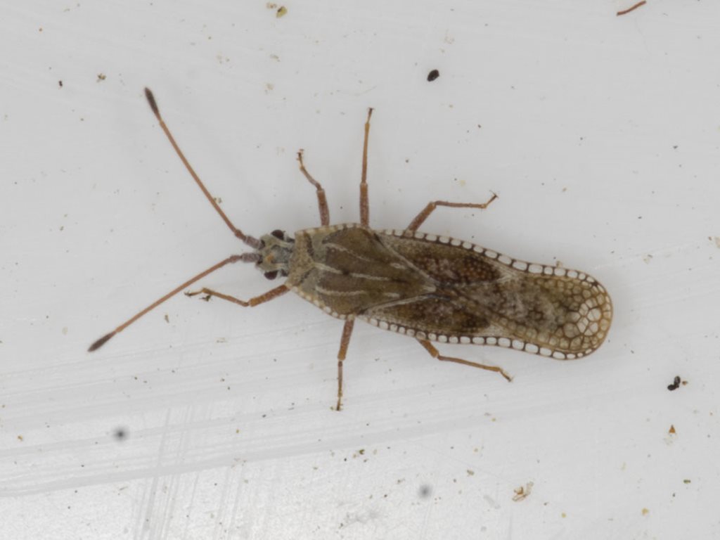 Ulonemia