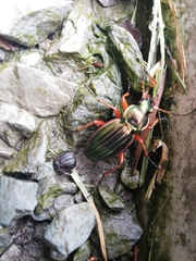 Carabus auratus