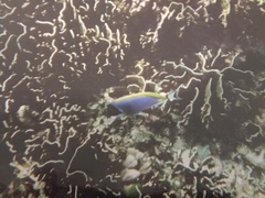 Acanthurus leucosternon