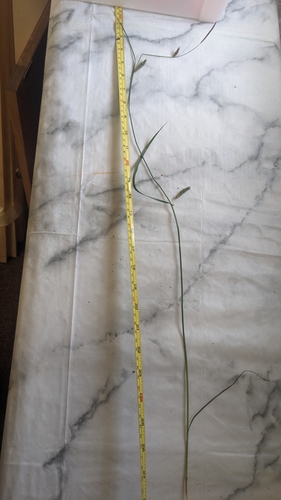 Image of Carex distans by (c) Owen and Carol Fawcett., some rights reserved (CC BY)