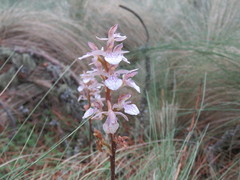 Corallorhiza macrantha