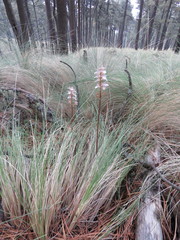 Corallorhiza macrantha