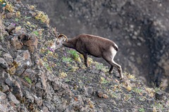 Snow Sheep photo 3