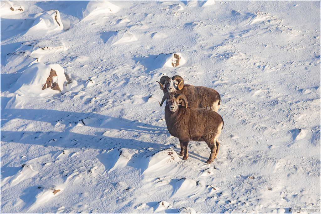 その他 Gray Sheep SNOW BIGHORN SHEEP — Thomas Kachelmeyer