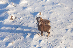 Snow Sheep photo 2