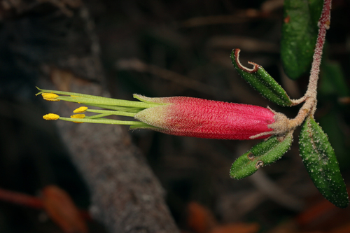 Correa decumbens F.Muell.