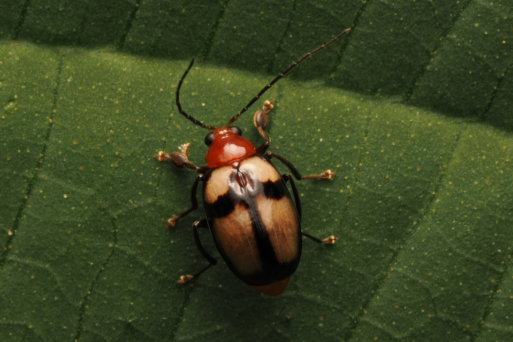 Paleosepharia amiana