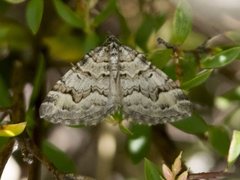 Chrysolarentia rhynchota