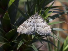 Chrysolarentia rhynchota