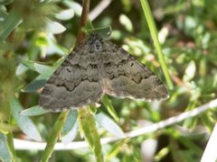 Chrysolarentia rhynchota