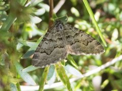 Chrysolarentia rhynchota