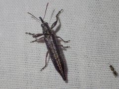 Belidae