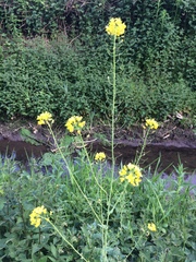 Brassica rapa oleifera
