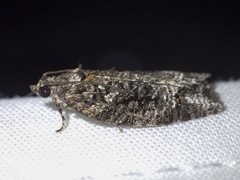 Thrincophora signigerana