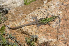 Podarcis siculus siculus
