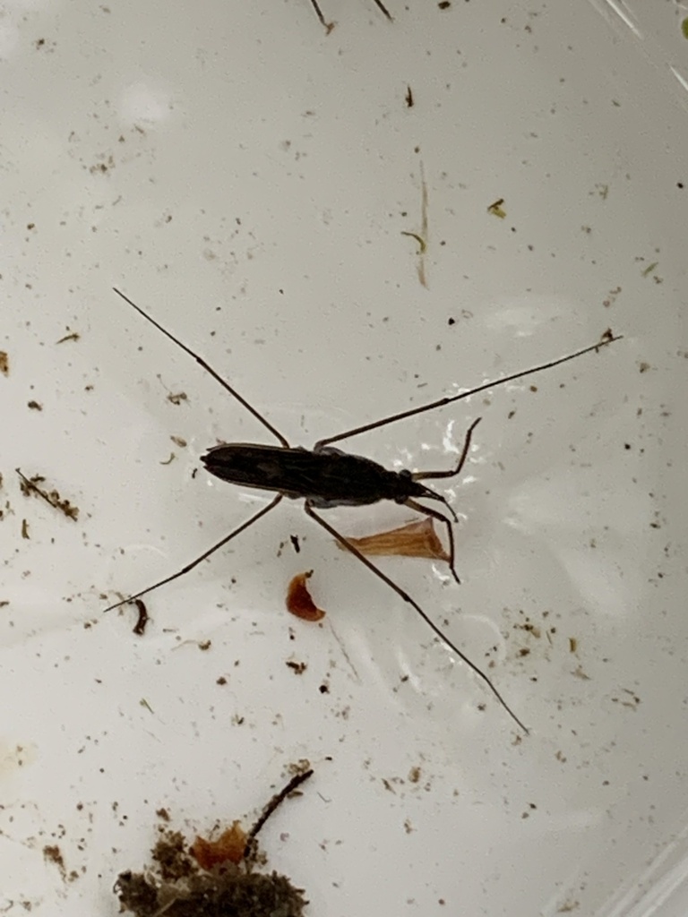 Gerris from Ruhr-Universität Bochum - Botanischer Garten, Bochum ...