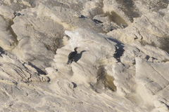 Gulosus aristotelis desmarestii