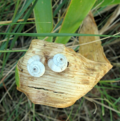 Xeropicta derbentina