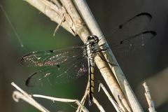 Libellula vibrans