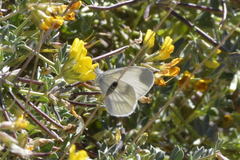 Dismorphiinae