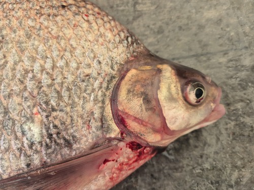 Black amur bream (Megalobrama terminalis) — Cyprinidae — 4