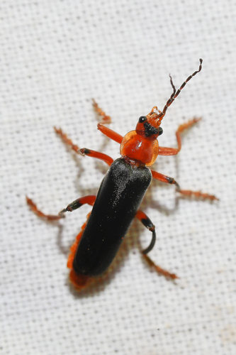 Juodablauzdis Minkštavabalis nuotrauka