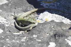 Podarcis siculus siculus