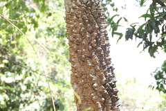 Zanthoxylum rhetsa, photograph (c) Dinesh Valke, some rights reserved (CC BY-SA)