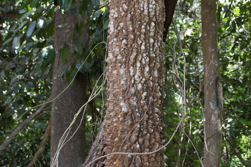 Zanthoxylum rhetsa, photograph 4