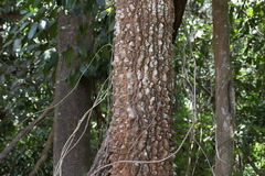 Zanthoxylum rhetsa, photograph (c) Dinesh Valke, some rights reserved (CC BY-SA)