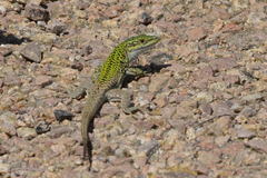 Podarcis siculus siculus