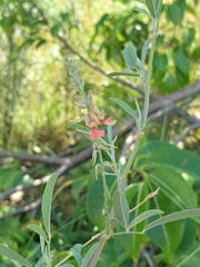 Indigofera suffruticosa
